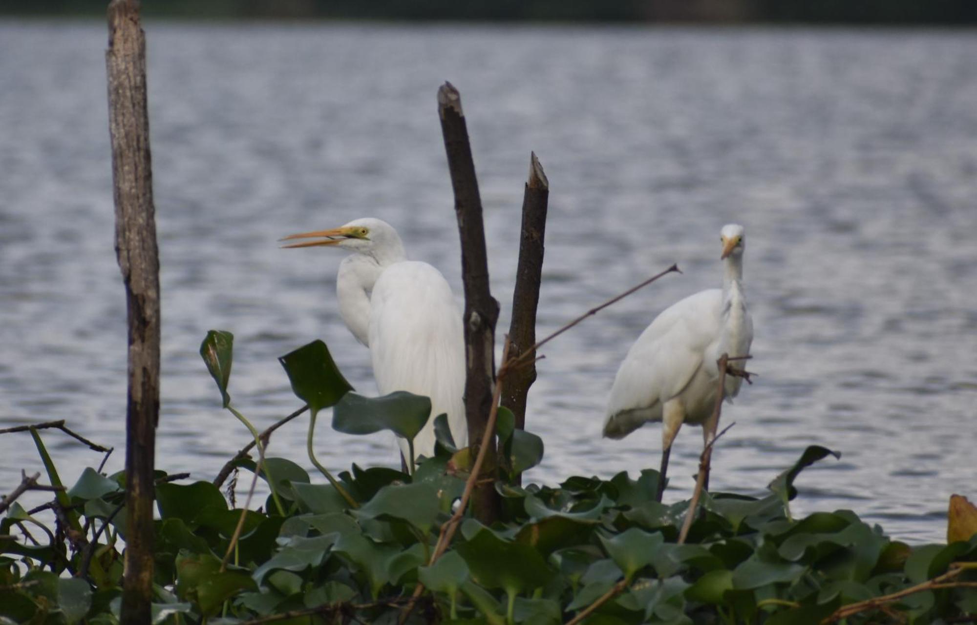 Wetland Resort Негомбо Екстериор снимка